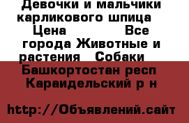 Девочки и мальчики карликового шпица  › Цена ­ 20 000 - Все города Животные и растения » Собаки   . Башкортостан респ.,Караидельский р-н